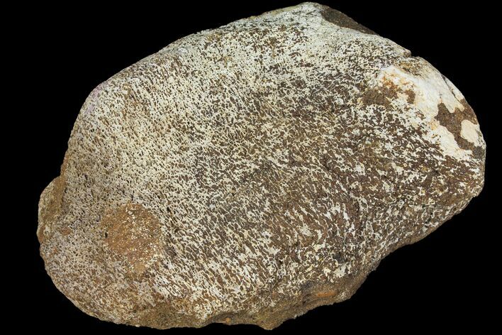 Triceratops Bone Fragment - Montana #102291
